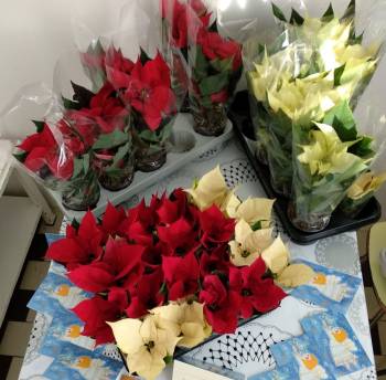 Sbírka Vánoční hvězda